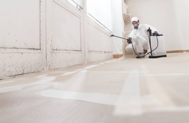 24/7 Emergency Basement Mold Remediation experts in Indian River, MI